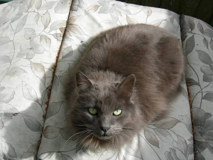Buddy - Mâle (15 ans)