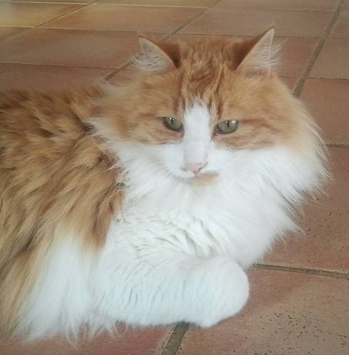 kitty - (10 ans)