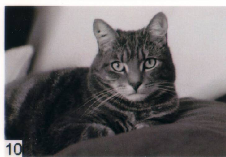 chili - Mâle (11 ans)