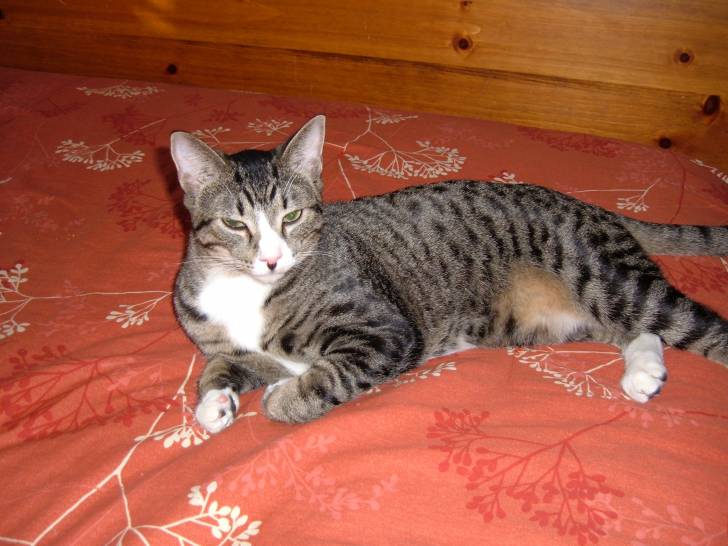 rocket - Mâle (4 mois)