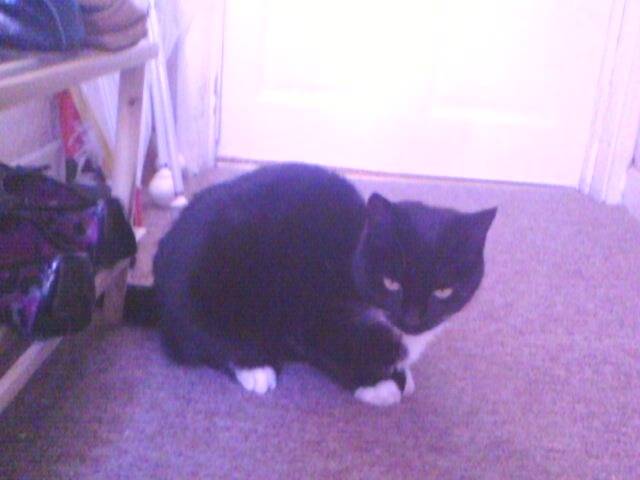 Socks - (3 ans)