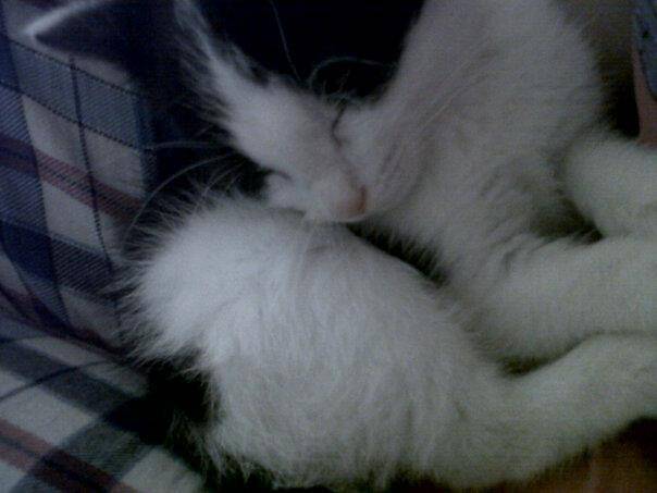 Sheldon - Mâle (3 mois)