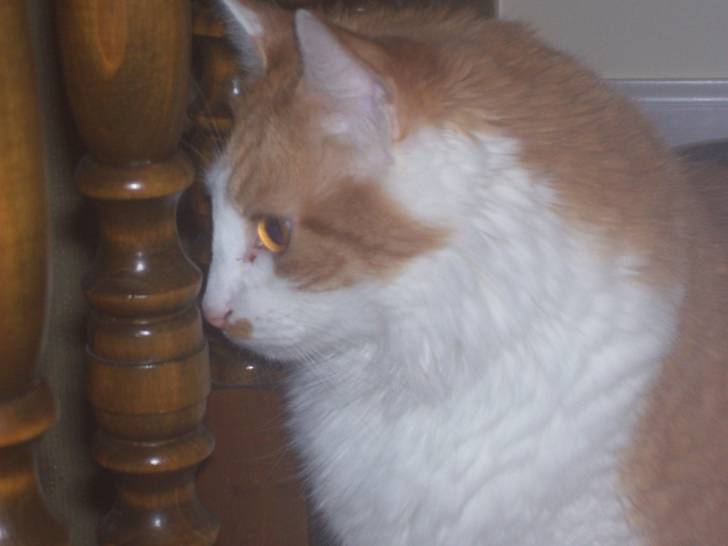 Trixie - (12 ans)