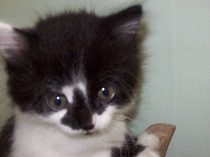 Tom - Mâle (2 mois)