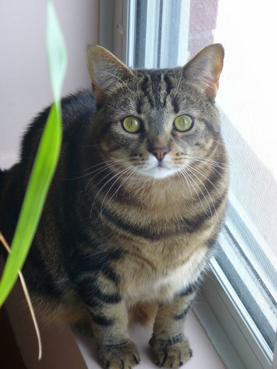 Mousseline - (5 ans)