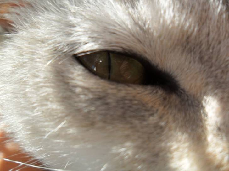 Mi Gata Luna - (2 ans)