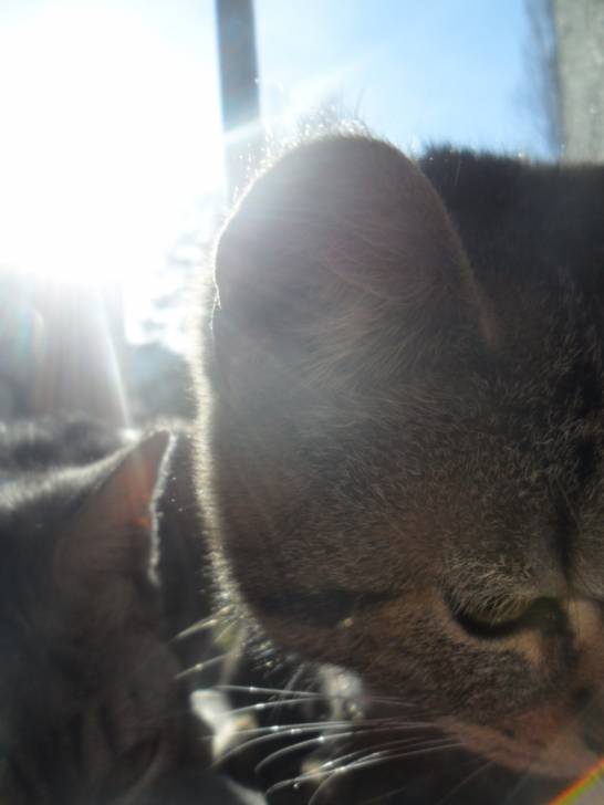 Lina y Soap - (7 mois)