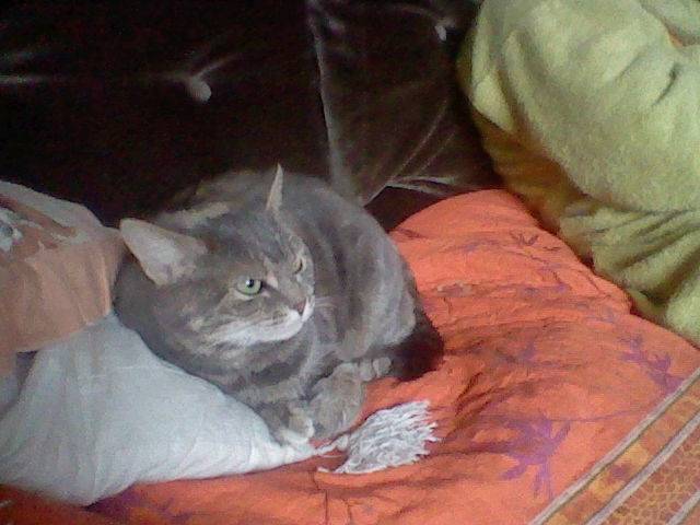 Gommette - (6 ans)