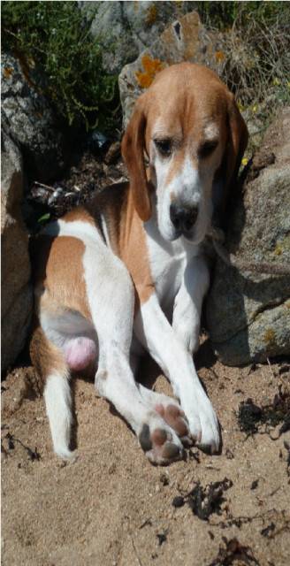 filou - Mâle (6 ans)