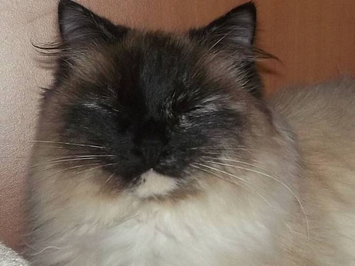 mitsy - (3 ans)