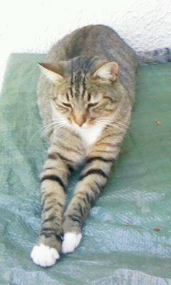 Loulou - Mâle (3 ans)