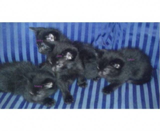 Kittens - (6 mois)