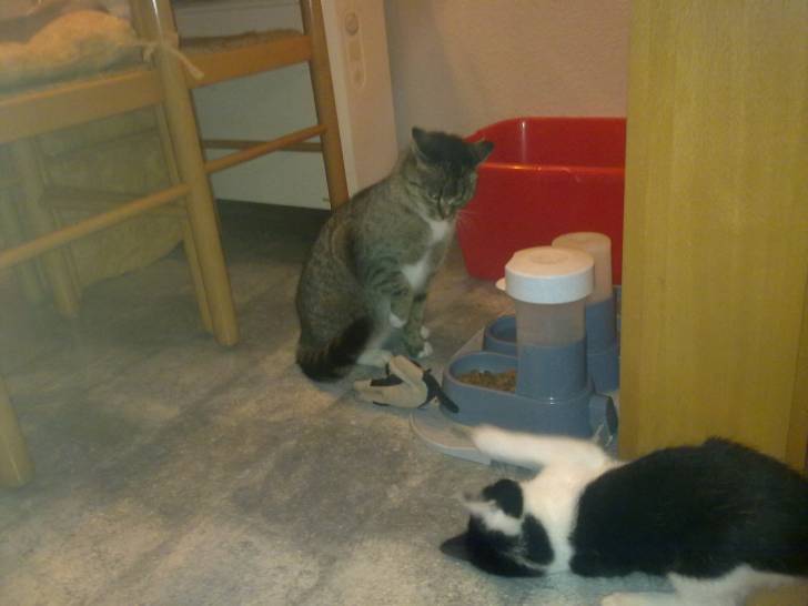Schnuppi u. Sit -