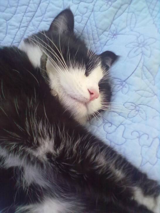 mozart - Mâle (3 ans)