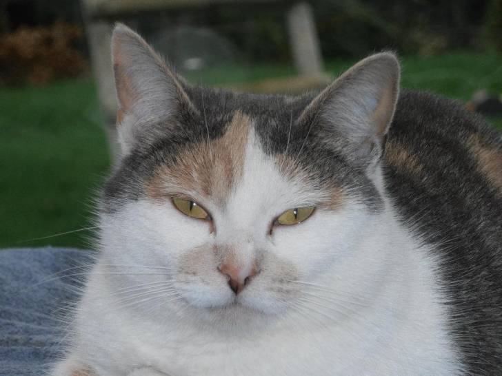Praline - (3 ans)