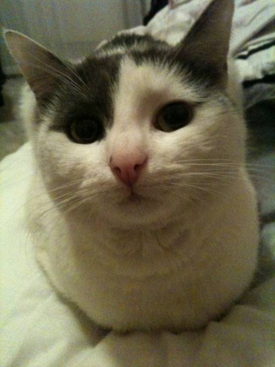 bella - (3 ans)
