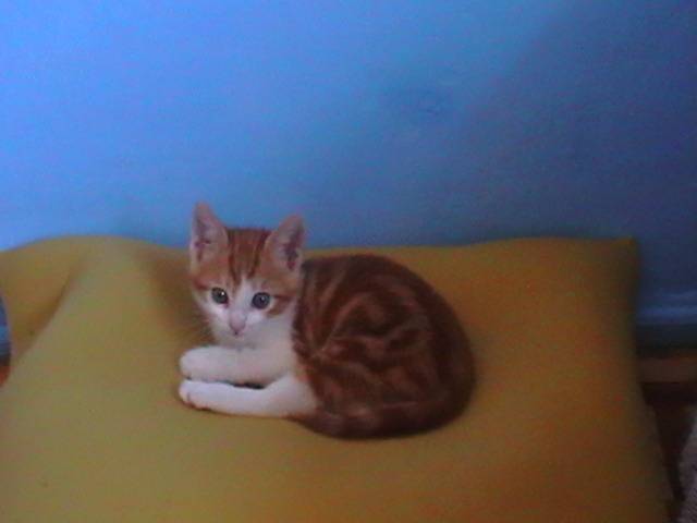 TRISTAN - Mâle (1 mois)