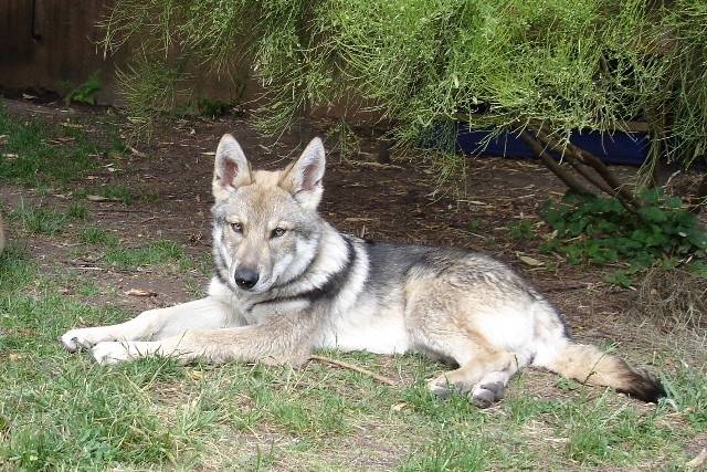 Chien-Loup de Saarloos,race de mes rêves ! - Mâle (3 ans)