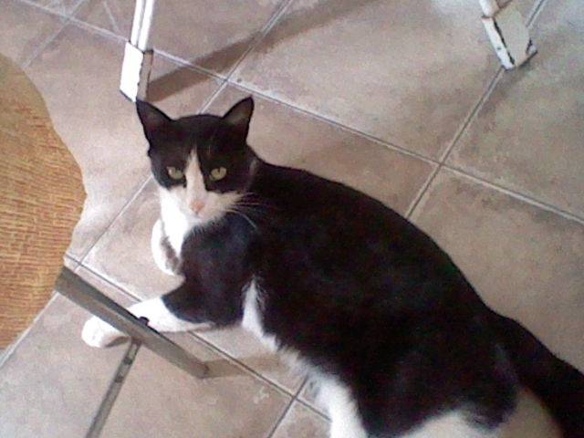 Careta - (3 ans)