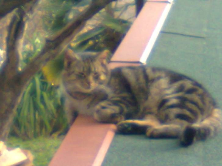 Caline - (2 ans)