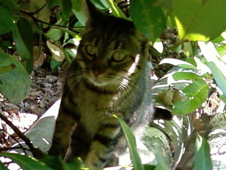 Caline dans les arbres :) - (1 an)