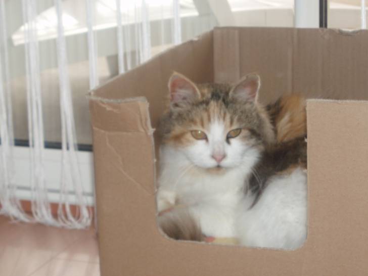 Clémence (dcd) - (4 ans)