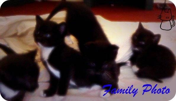 Panda, Charlie, Daisy, & Oreo - (3 mois)