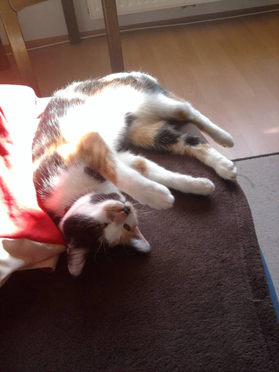 Maya - (2 ans)