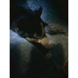 Clover - (1 mois)