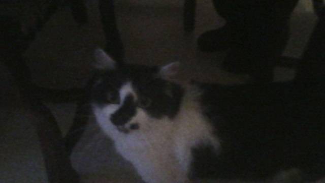 nikkita - (3 ans)