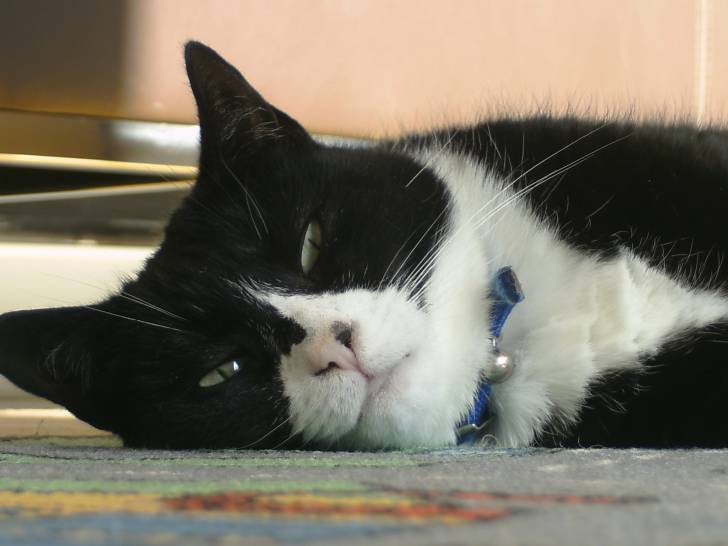 Dinger - (12 ans)
