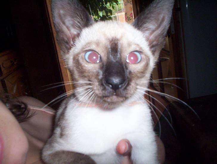 Helma - (3 mois)