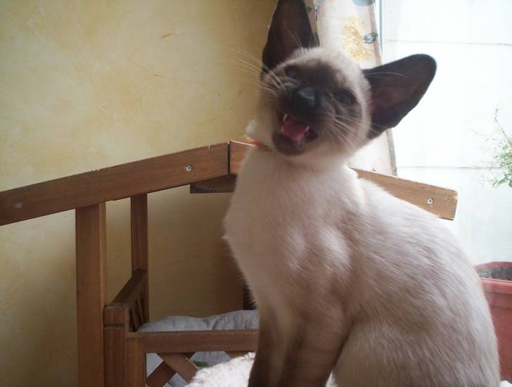 Helma - (3 mois)