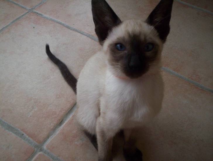 Helma - (3 mois)