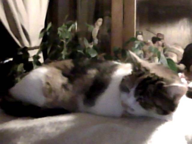 Blossum - (2 ans)