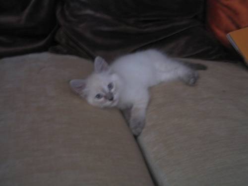 Omaley - (3 mois)
