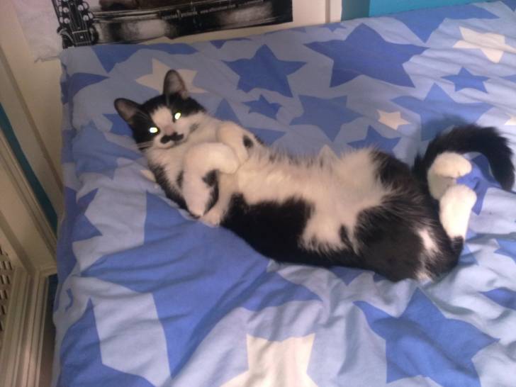Jack - Mâle (2 ans)