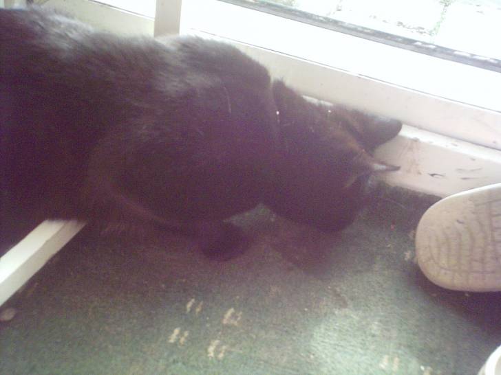 Lillith - (2 ans)