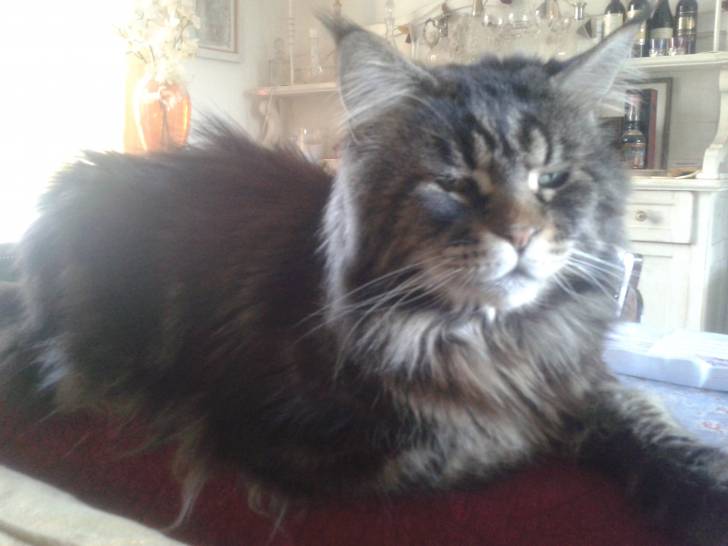 Falcon - Mâle (2 ans)