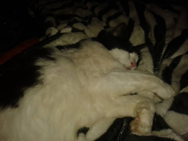 Pompon - Mâle (6 ans)