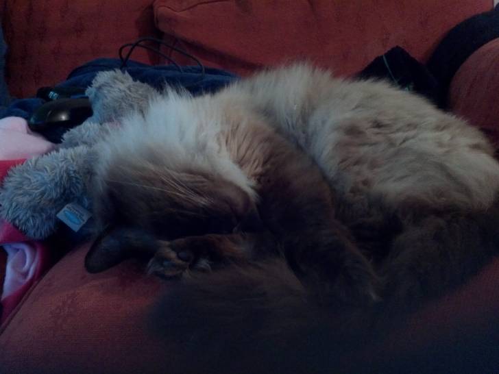 minky - Mâle (12 ans)