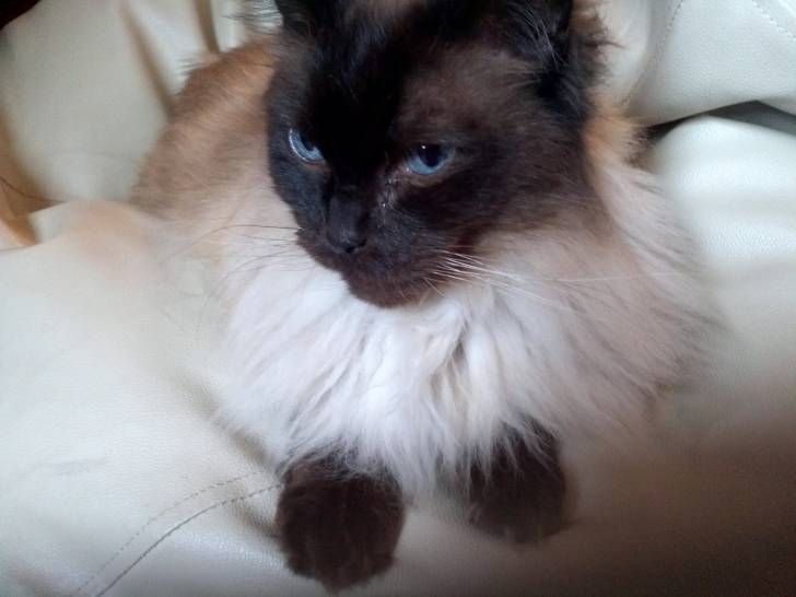 minky - Mâle (12 ans)