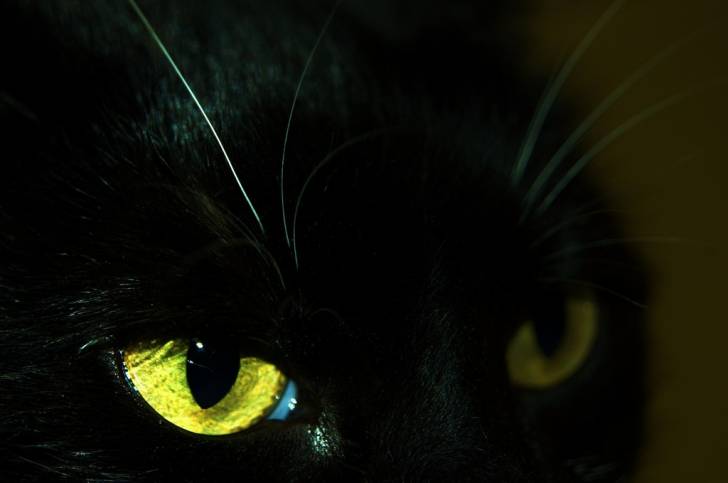 Nova - (6 ans)