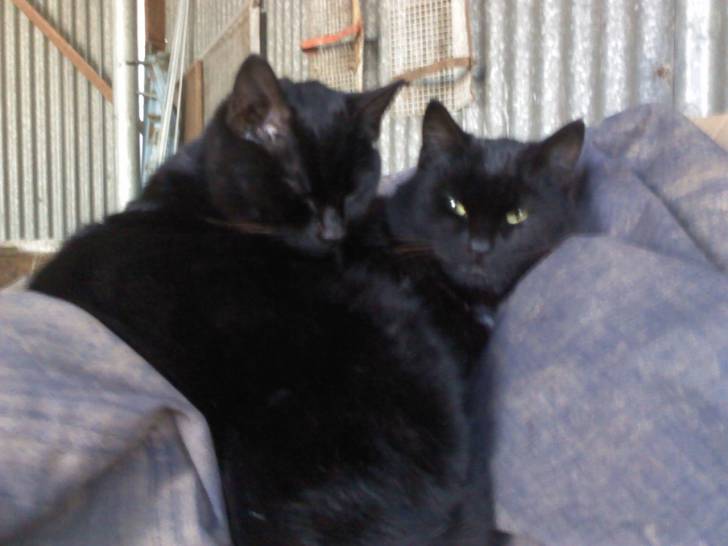 puss and sammy - Mâle (1 an)