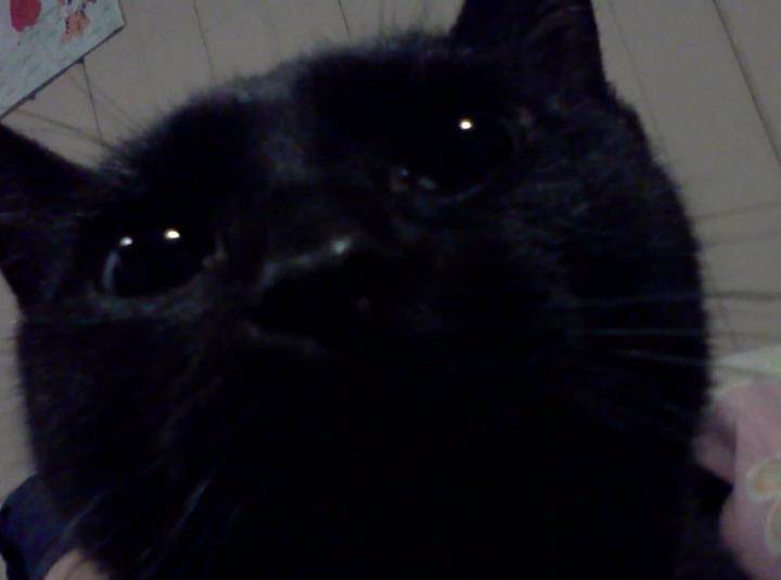Raven - (8 mois)