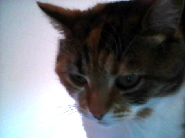 Cannelle - (4 ans)