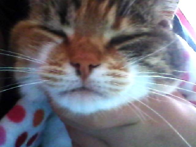 Cannelle - (4 ans)