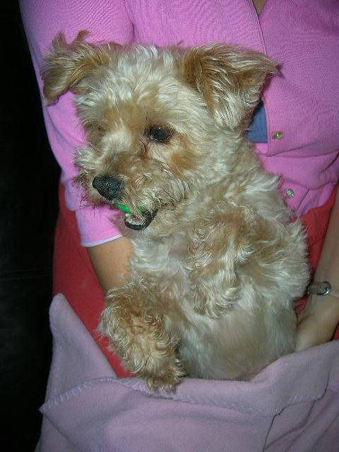 SKIPPIE - (12 ans)