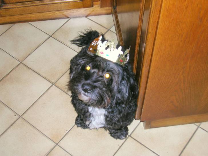 SNOOPY - Mâle (12 ans)