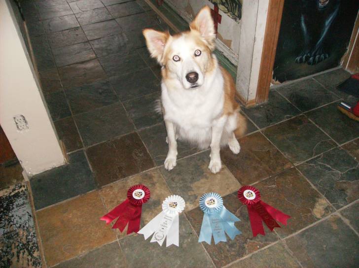 Rosco - Mâle (3 ans)